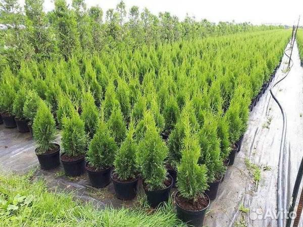 Туи оптом и розницу