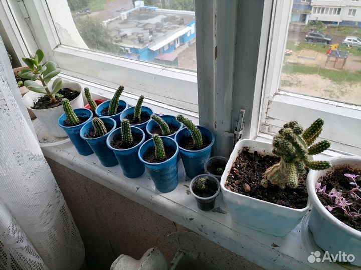 Кактус Хамецереус Сильвестри