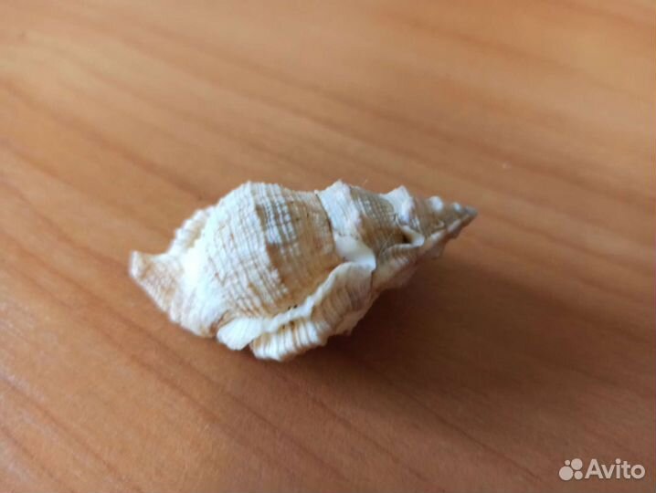 Морская раковина