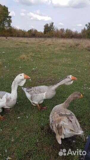 Холмогорские гуси