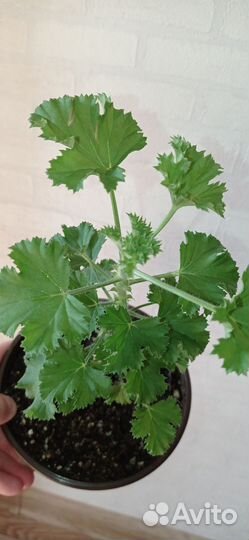 Герань пеларгония малиновая в горшке 0.8 л