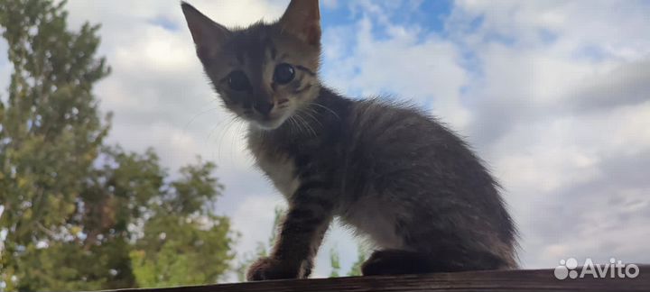 Котенок ищет дом