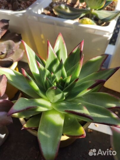 Суккуленты коллекционные