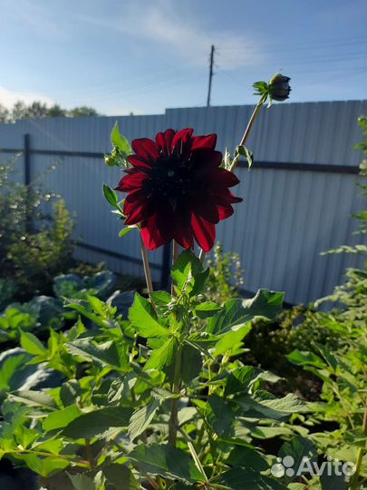 Георгины клубни