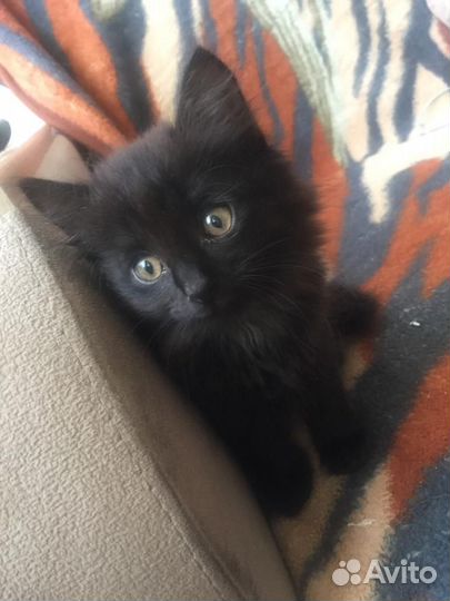 Котята в добрые руки приучены к лотку