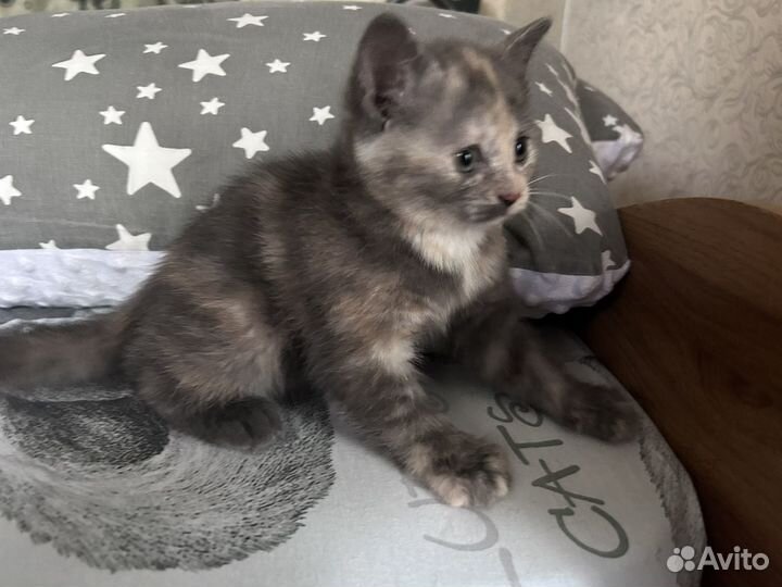 Кошечка 1,5 месяца бесплатно