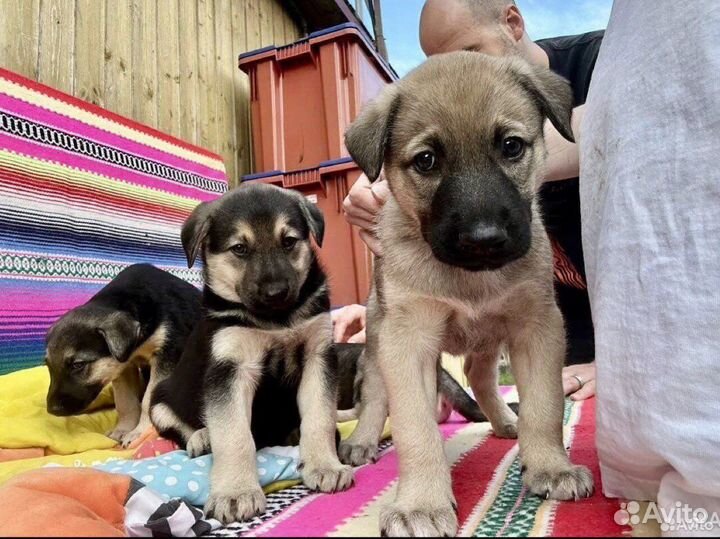 Щенки в дар мальчики и девочка