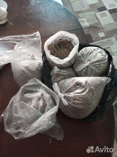 Семена конопли рыболовная