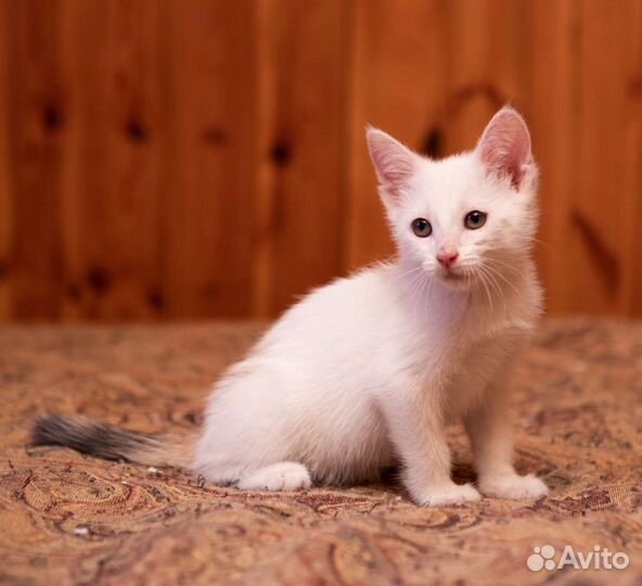 Много беленьких котяток в дар