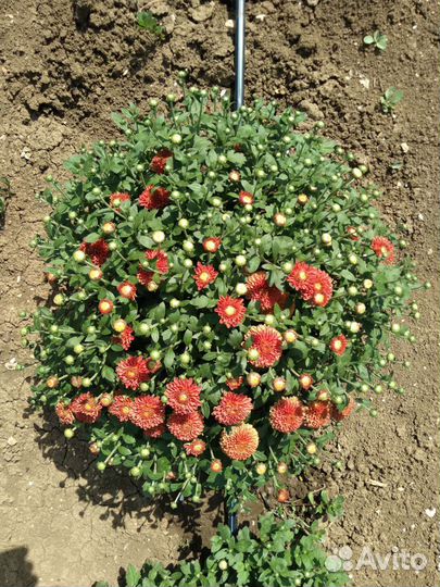 Хризантема