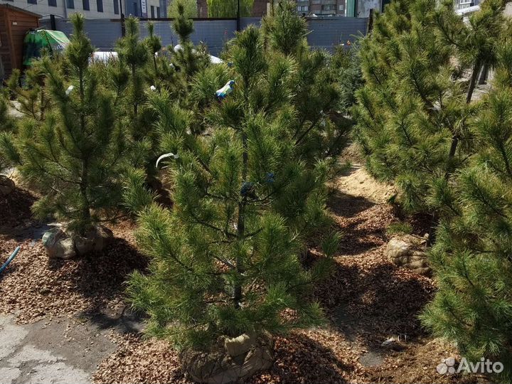 Кедр сибирский