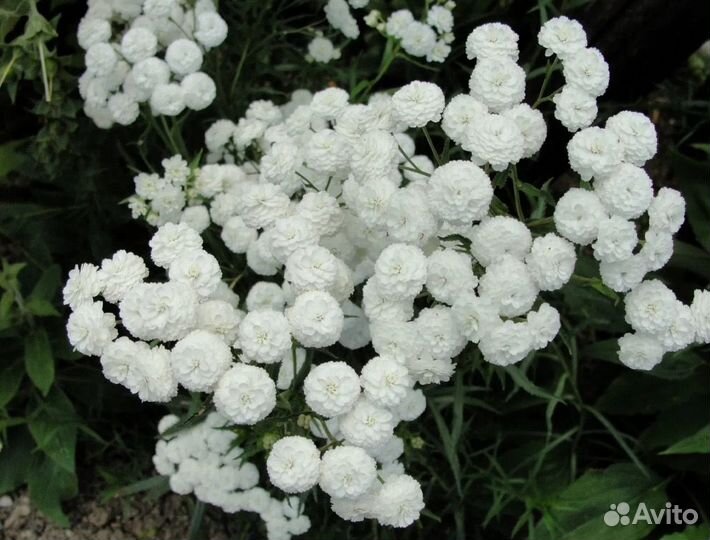 Тысячелистник Жемчужница