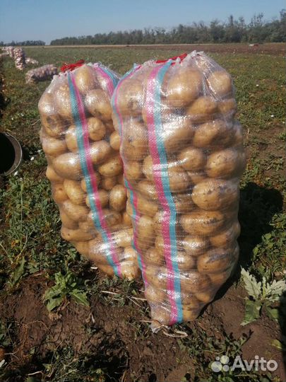 Картофель крамской