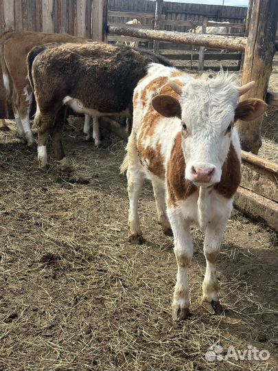 Телята - бычки, тёлки
