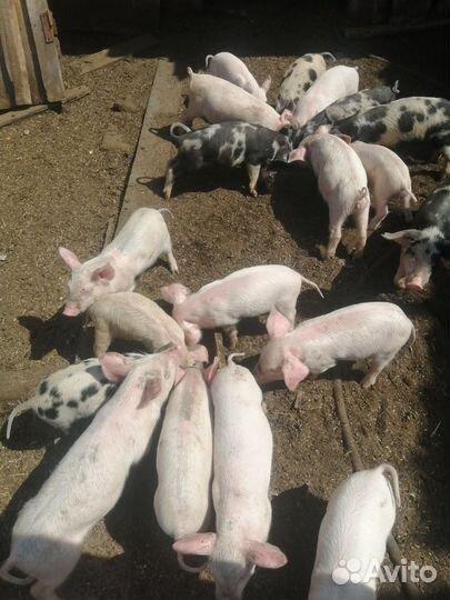 Поросята