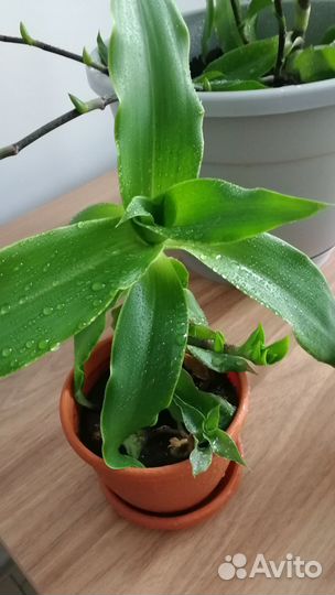 Каллизия душистая (Золотой ус)