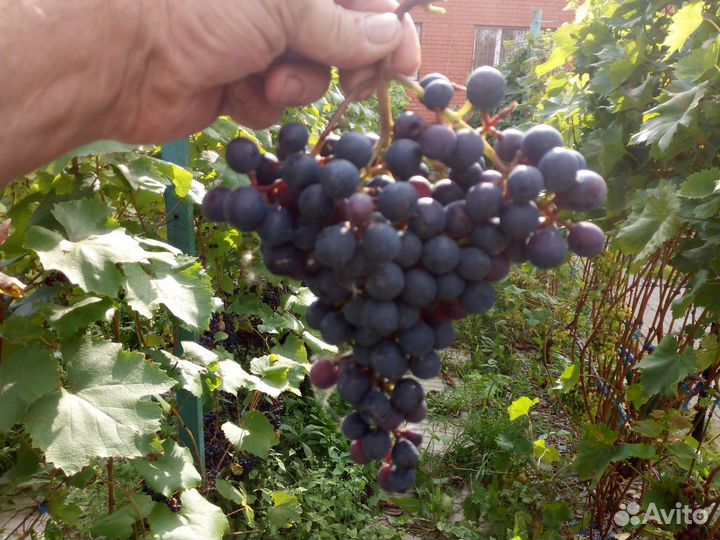 Черенки винограда зимостойких сортов