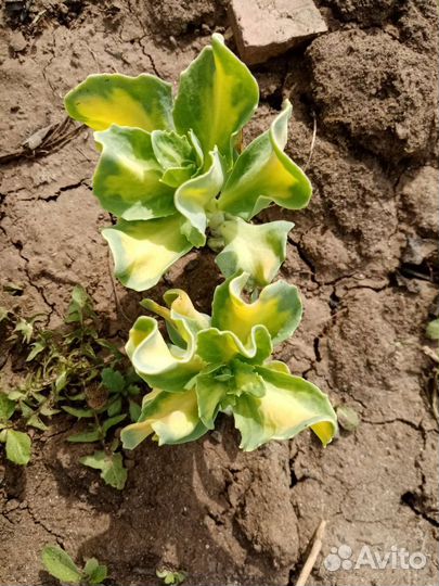 Очиток вариегатный