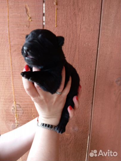 Щенки немецкой овчарки