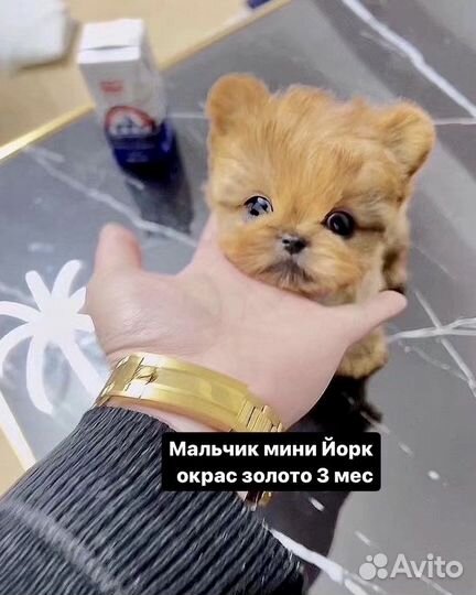 Щенки тикап импорт Корея