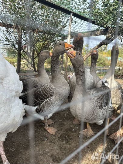 Гуси, утки,петухи