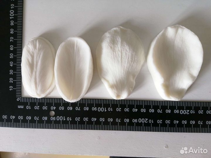 Вайнер тюльпан, анемон