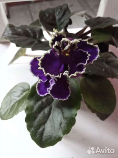 Цветущие фиалки