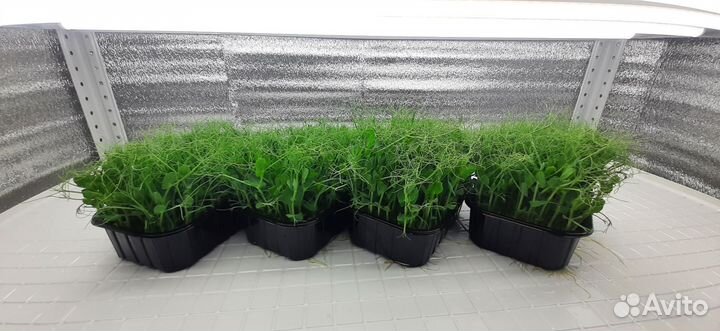 Стеллаж для микрозелени