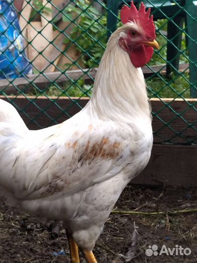 Петушок молодой