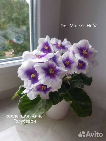 Сортовые фиалки