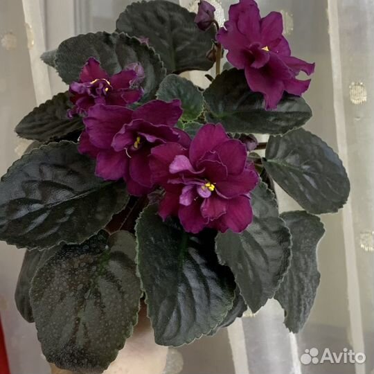 Фиалка детки