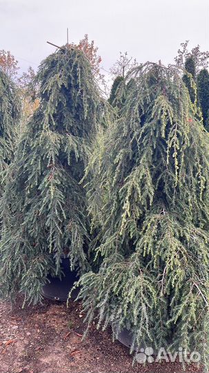 Хвойные растения