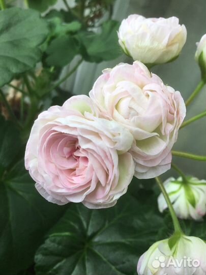 Пеларгония сортовая