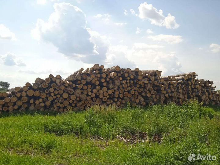 Лес пиловачник