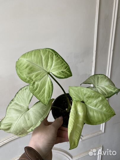 Комнатные растения цветы