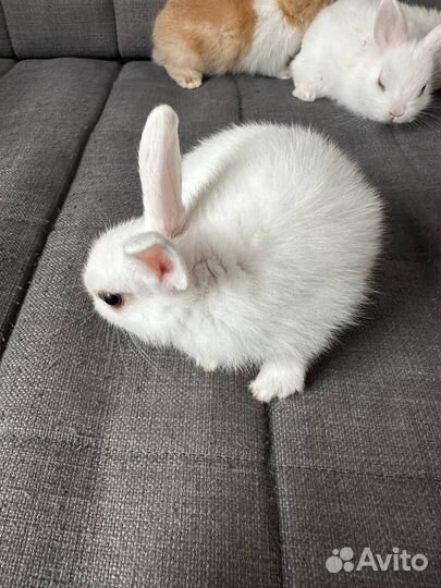 Декоративные кролики