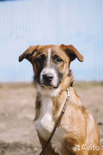 Собака бесплатно