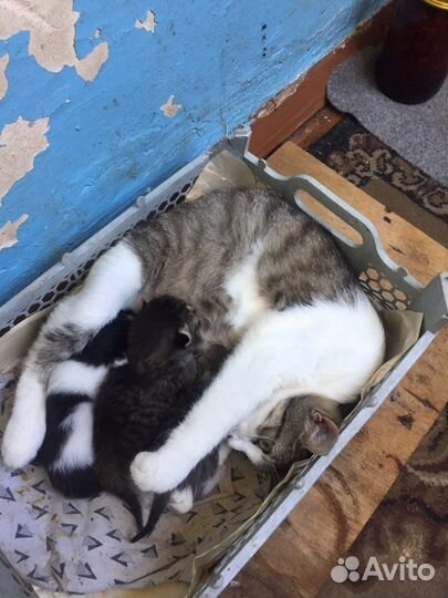 Кошка в дар бесплатно