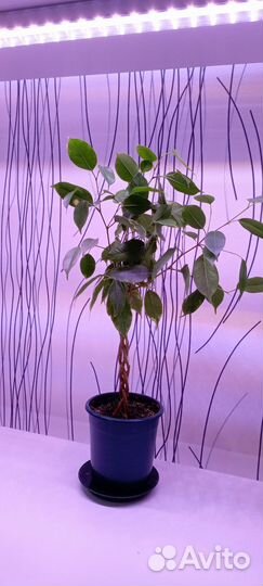 Фикус бенджамина плетеный