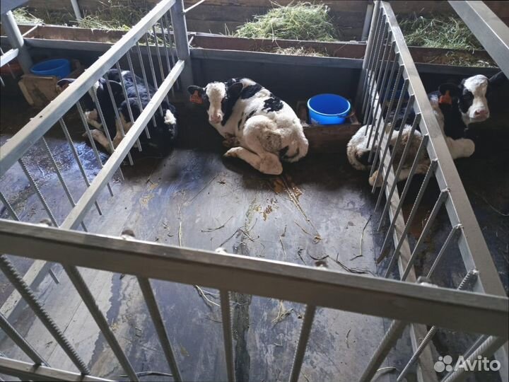 Транспортерная лента бу