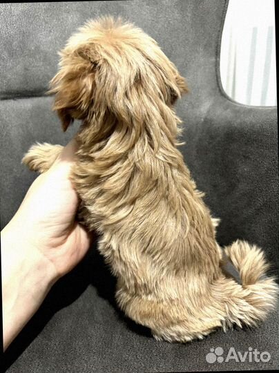 Мальтипу мини микро мальчик