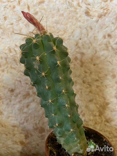 Кактус цветущий
