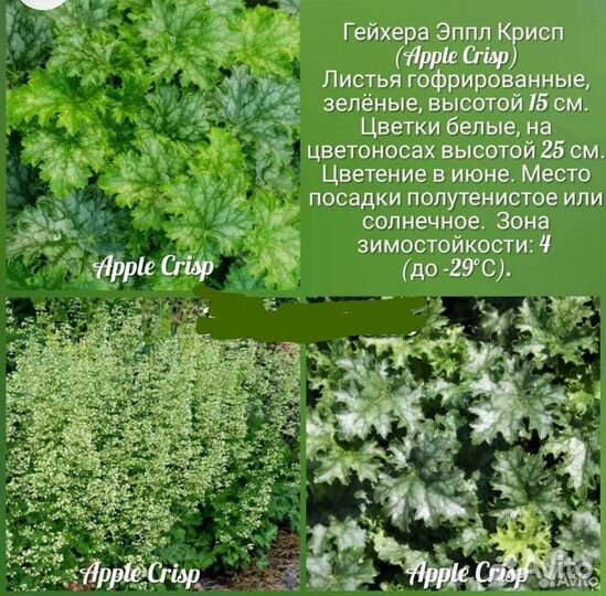 Гейхер