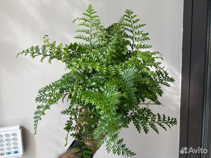 Папоротник Асплениум Парвати