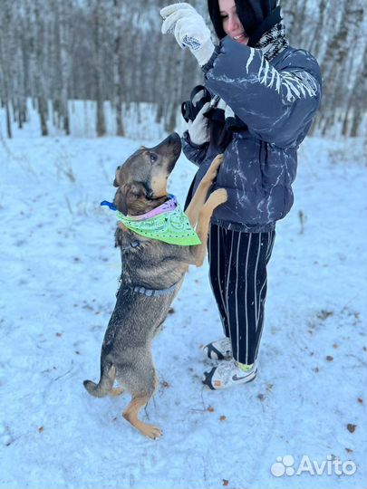 Умный добрый квартирный пес ищет дом