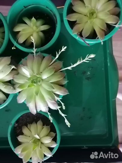 Кактусы и суккуленты