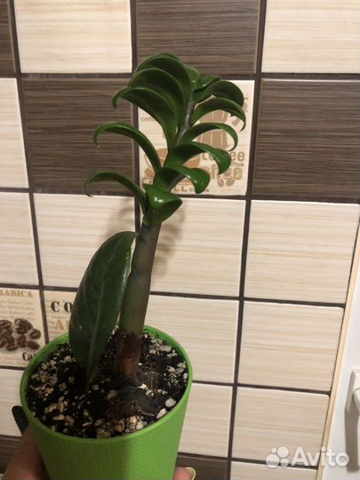 Замиокулькас Зензи