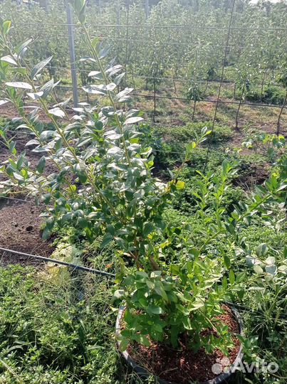 Саженцы голубики