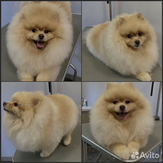 Груминг Стрижка собак и кошек Экспресс-линька