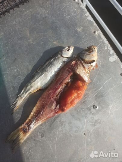 Вобла астраханская с икрой